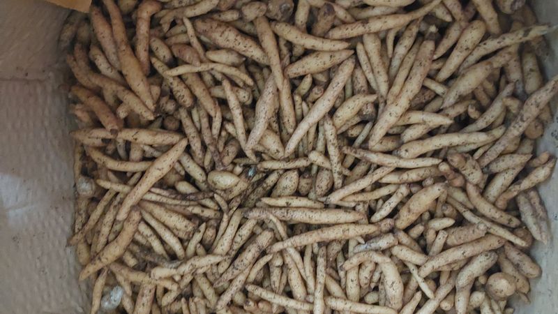 장터 상품 [천마 유성종마(종자) 팝니다] 썸네일