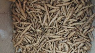 파머스팜X유성천마님의 작성글 사진