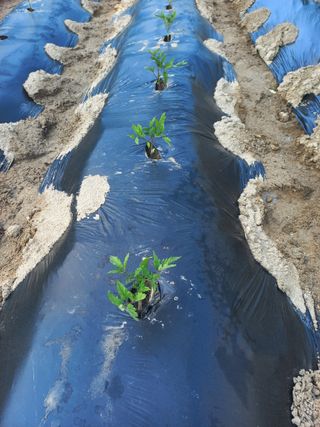 농민님의 고구마 · 자유게시판 작성글 사진
