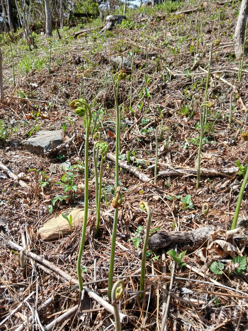 인생은 소풍처럼님의 장터 판매 상품 [100%자연산건고사리100g] 첨부 사진