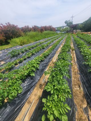초보농사꾼님의 자유주제 · 자유게시판 작성글 사진
