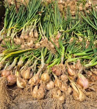 담디농원님의 자유주제 · 자유게시판 작성글 사진