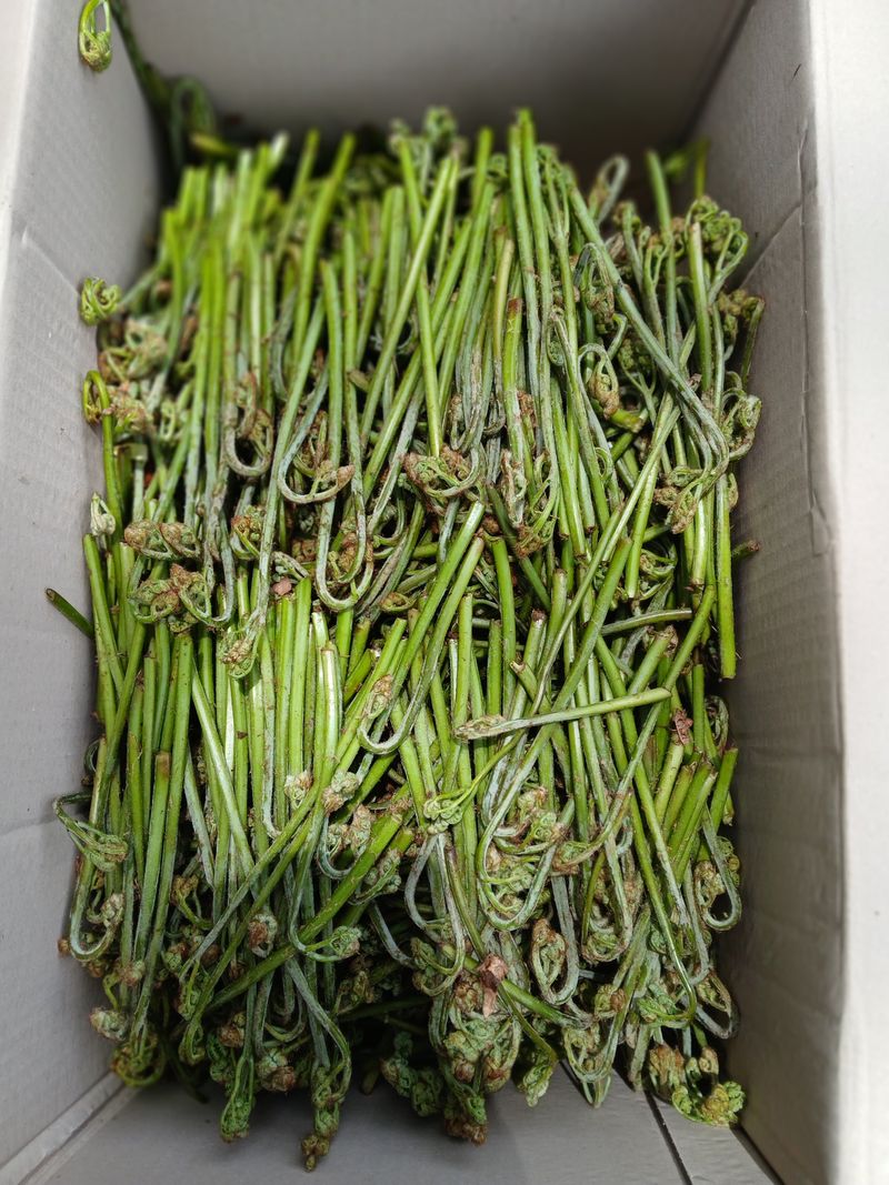 인생은 소풍처럼님의 장터 판매 상품 [100%자연산건고사리100g] 첨부 사진