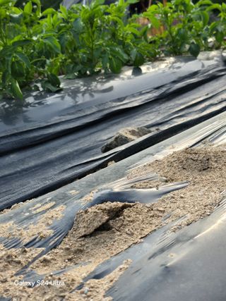 소병찬님의 자유주제 · 자유게시판 작성글 사진