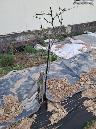 안동준 님의 농사, 무엇이든 물어보세요! · 참여글 작성글 사진