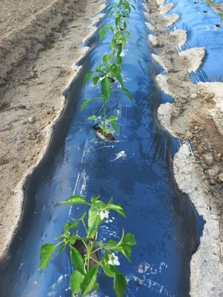 농민님의 고구마 · 자유게시판 작성글 사진
