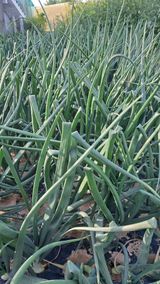 팜모닝 자유주제·자유게시판 게시글 이미지