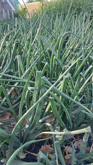 진요복님의 자유주제 · 자유게시판 작성글 사진