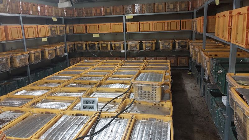 파머스팜X유성천마님의 장터 판매 상품 [천마 유성종마(종자) 팝니다] 첨부 사진