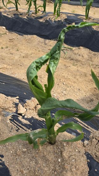 윤중만님의 농사, 무엇이든 물어보세요! · 참여글 작성글 사진