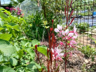 금동이네님의 자유주제 · 자유게시판 작성글 사진