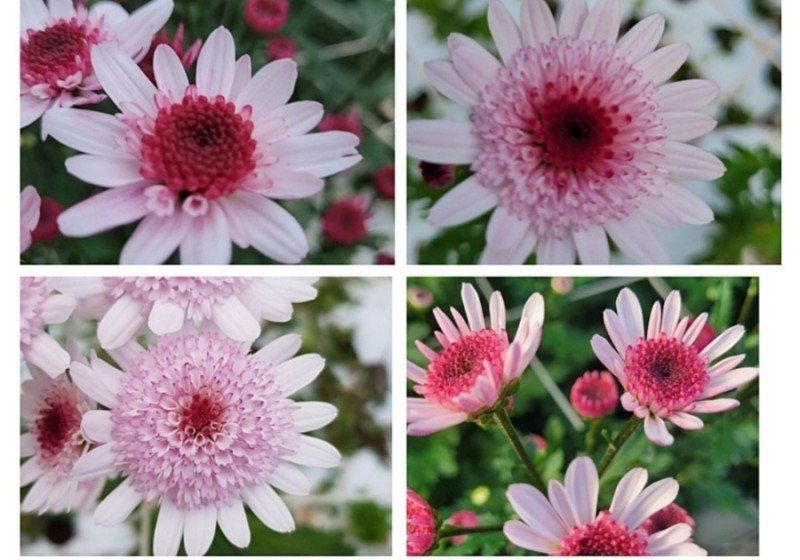 사랑꽃농장님의 장터 판매 상품 [50%국화8종8색 모종5세트(40개)] 첨부 사진