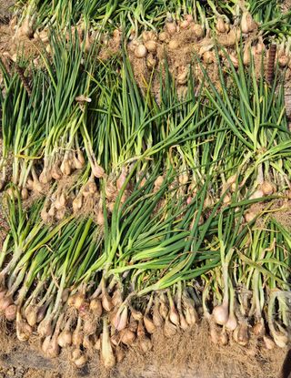 담디농원님의 자유주제 · 자유게시판 작성글 사진