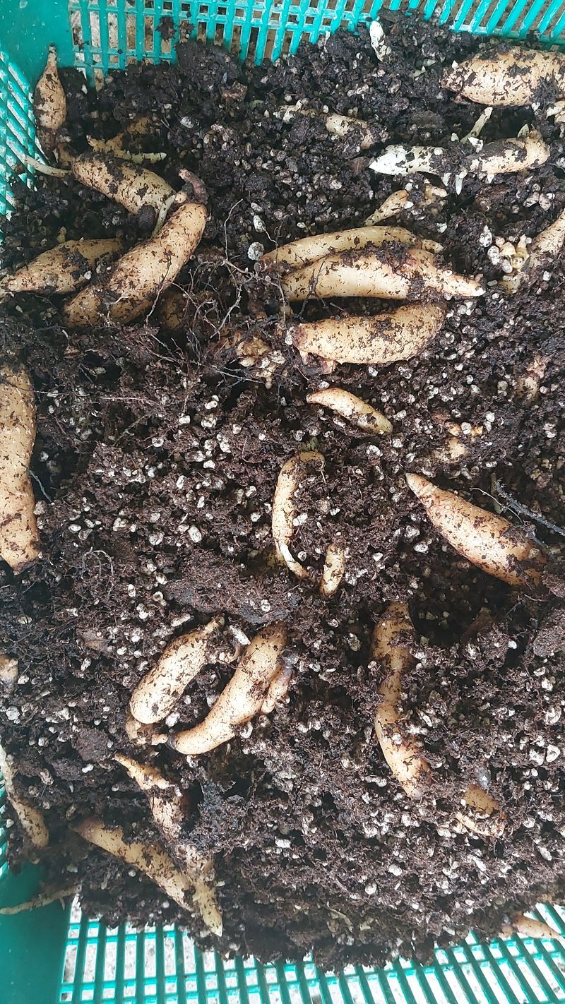 파머스팜X유성천마님의 장터 판매 상품 [천마 유성종마(종자) 팝니다] 첨부 사진