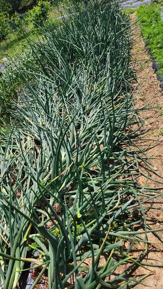 이상보님의 농사, 무엇이든 물어보세요! · 참여글 작성글 사진