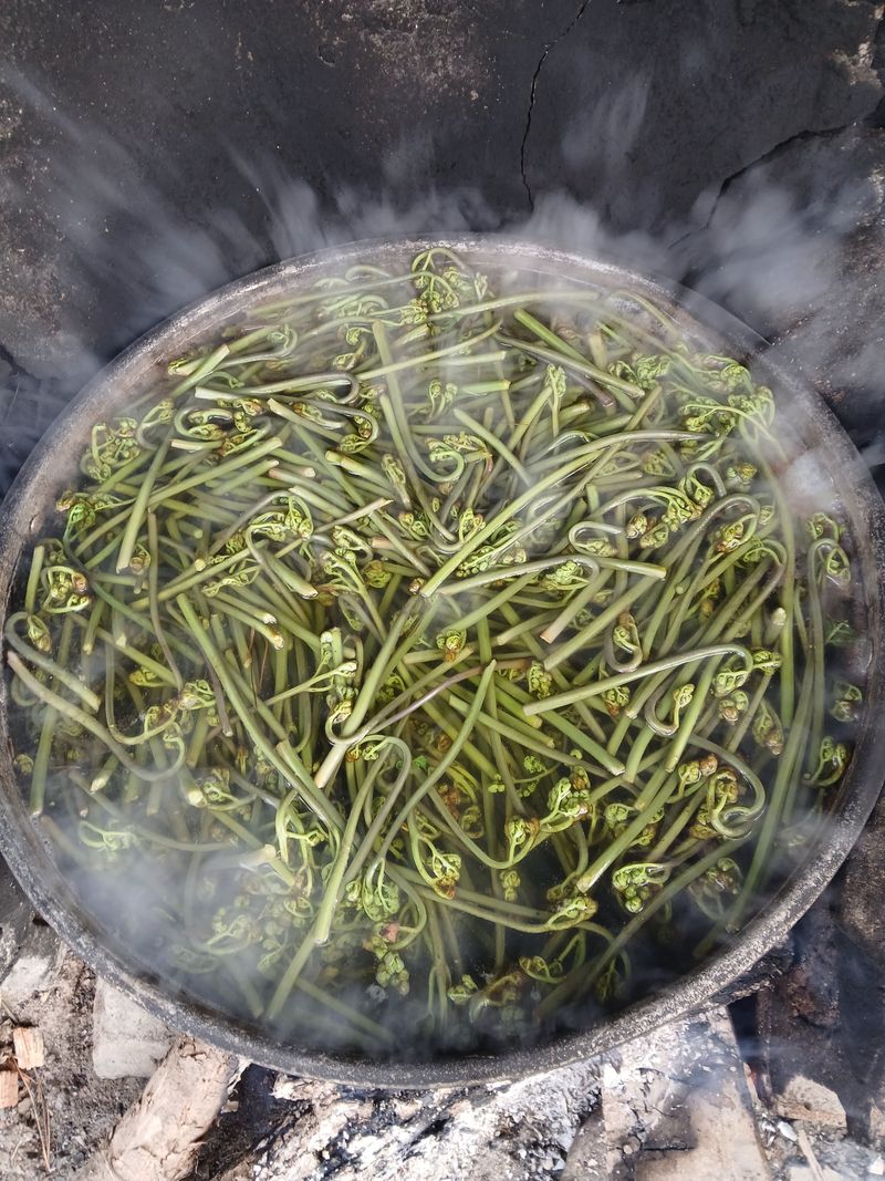 인생은 소풍처럼님의 장터 판매 상품 [100%자연산건고사리100g] 첨부 사진