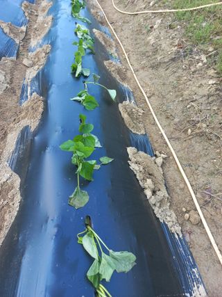 농민님의 고구마 · 자유게시판 작성글 사진