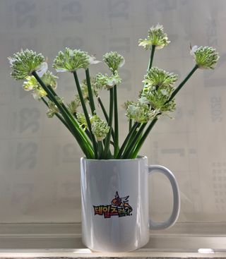 담디농원님의 자유주제 · 자유게시판 작성글 사진