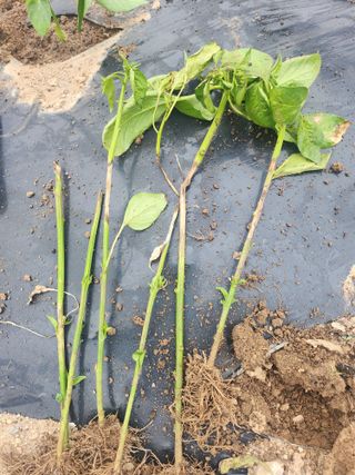 김삼철님의 자유주제 · 자유게시판 작성글 사진