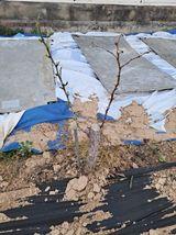 팜모닝 농사, 무엇이든 물어보세요!·참여글 게시글 이미지