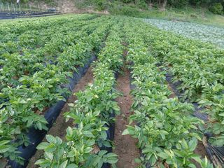 김성식님의 자유주제 · 자유게시판 작성글 사진