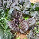 팜모닝 자유주제·자유게시판 게시글 이미지