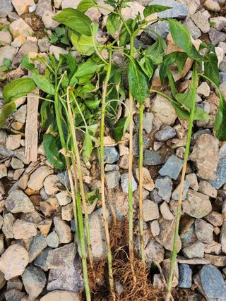 김삼철님의 자유주제 · 자유게시판 작성글 사진