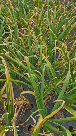 법공성산님의 농사, 무엇이든 물어보세요! · 참여글 작성글 사진