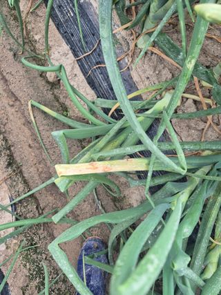 송광만님의 양파 · 자유게시판 작성글 사진