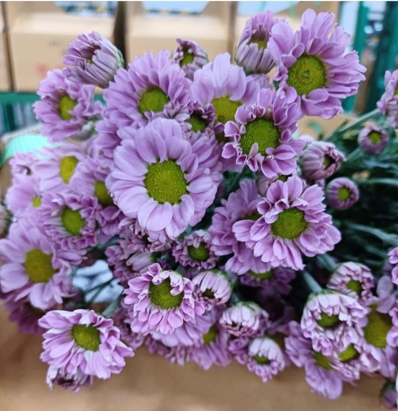 사랑꽃농장님의 장터 판매 상품 [50%국화 모종8종8색5세트(40개)] 첨부 사진