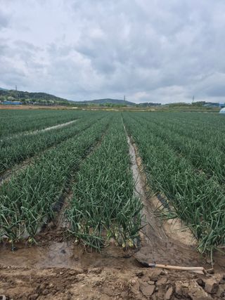 송광만님의 양파 · 자유게시판 작성글 사진