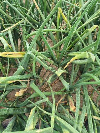 송광만님의 양파 · 자유게시판 작성글 사진