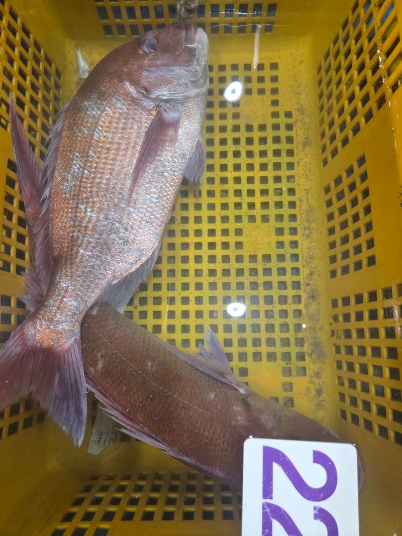 장터 상품 [자연산 참돔회2kg] 썸네일