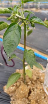 팜모닝 자유주제·자유게시판 게시글 이미지