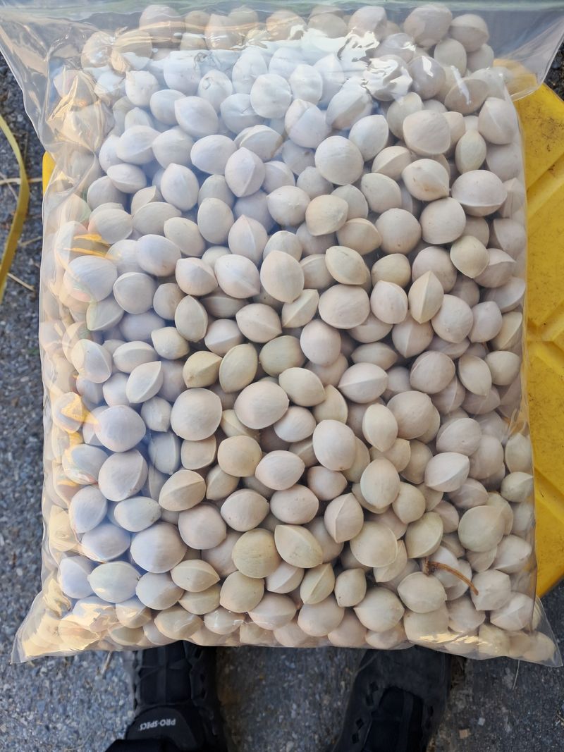 장터 상품 [깐 은행 알 1kg] 썸네일