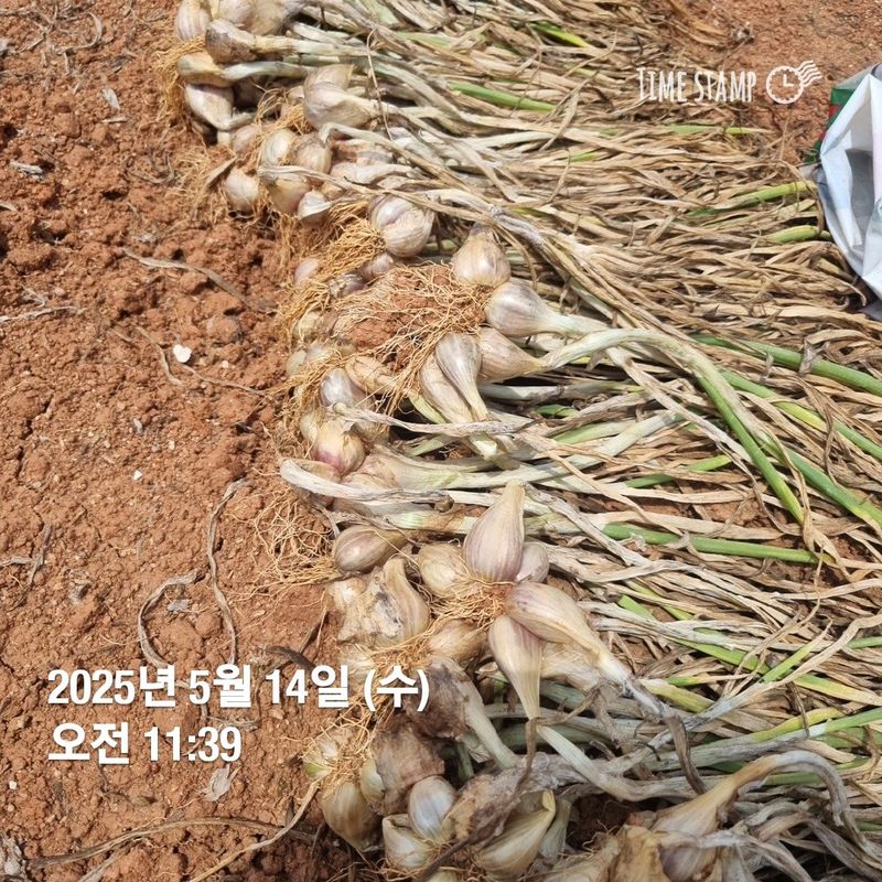 민들레님의 장터 판매 상품 [쪽파종구. 판매완료 ] 첨부 사진