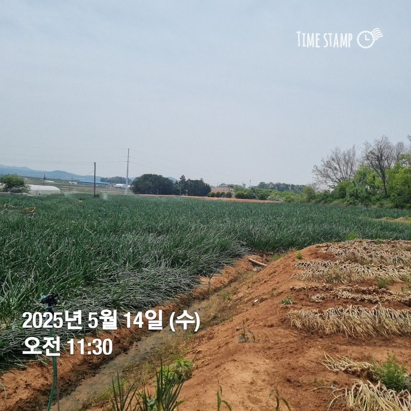 민들레님의 장터 판매 상품 [자색양파. 완료] 첨부 사진