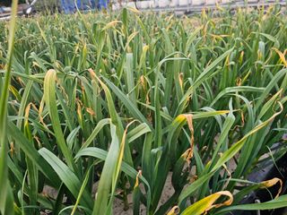 수선화님의 농사, 무엇이든 물어보세요! · 참여글 작성글 사진