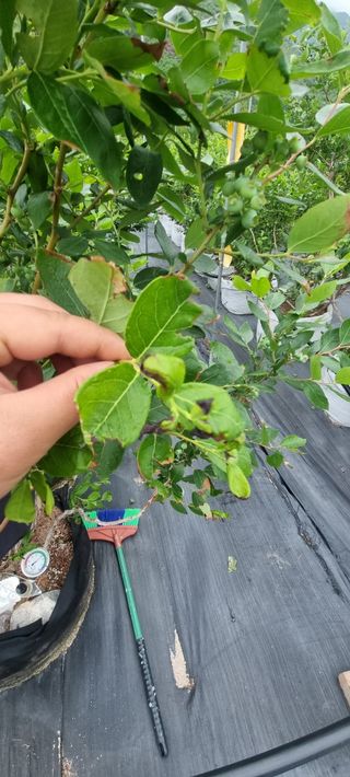 김창기님의 농사, 무엇이든 물어보세요! · 참여글 작성글 사진