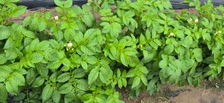 최월숙(왈순아지매)님의 자유주제 · 자유게시판 작성글 사진