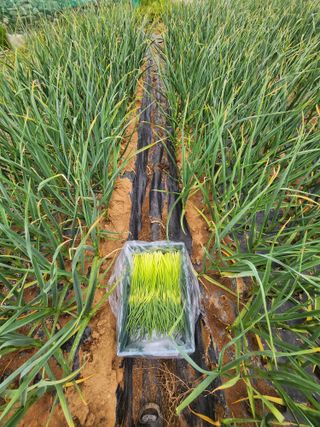 홍산농부님의 작성글 사진