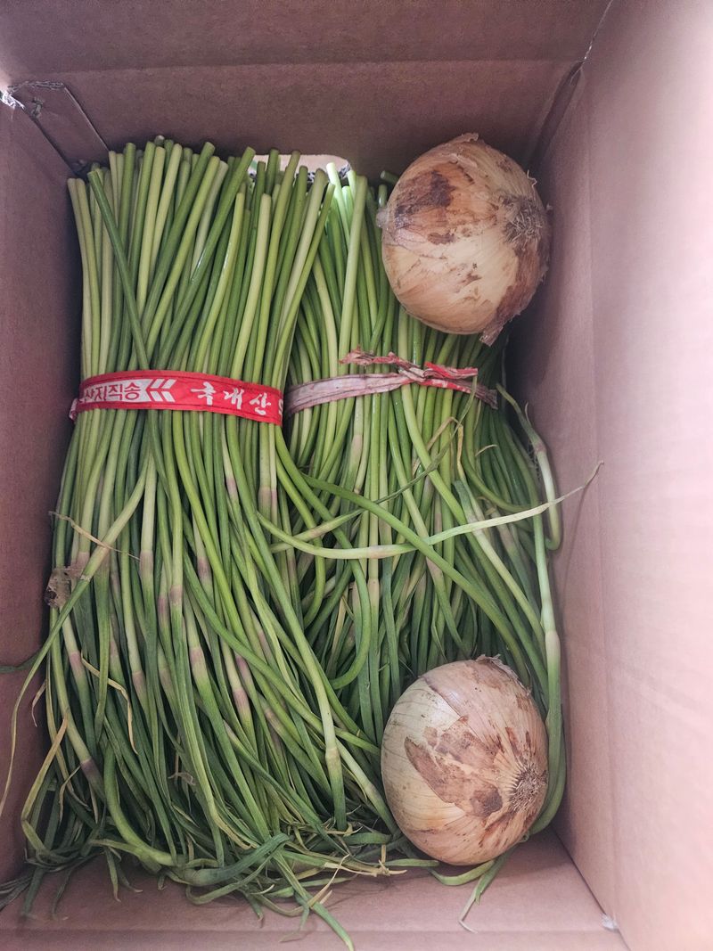 이재관(황토속애)님의 장터 판매 상품 [무안 황토 마늘쫑 저렴하게 판매합니다.] 첨부 사진