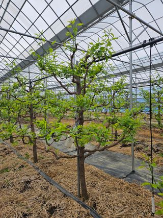 대추 9544님의 자유주제 · 자유게시판 작성글 사진