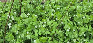 최월숙(왈순아지매)님의 자유주제 · 자유게시판 작성글 사진