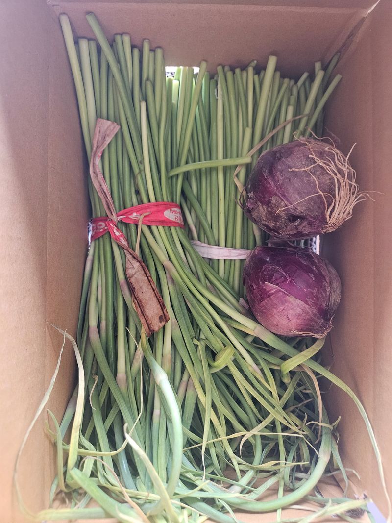 이재관(황토속애)님의 장터 판매 상품 [무안 황토 마늘쫑 저렴하게 판매합니다.] 첨부 사진