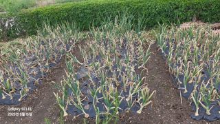 법공성산님의 농사, 무엇이든 물어보세요! · 참여글 작성글 사진