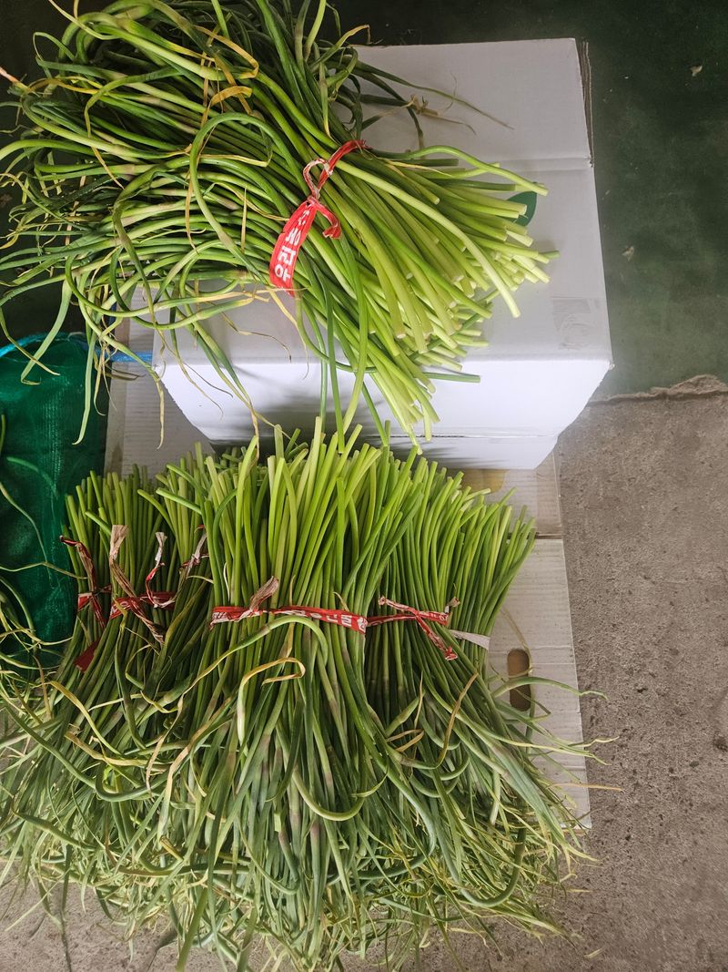 장터 상품 [무안 황토 마늘쫑 저렴하게 판매합니다.] 썸네일