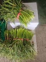 팜모닝 · 게시글 이미지