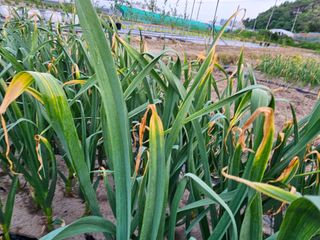 수선화님의 농사, 무엇이든 물어보세요! · 참여글 작성글 사진