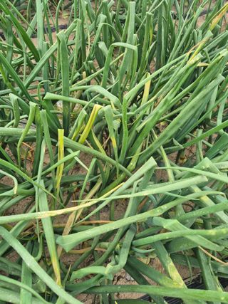 송광만님의 양파 · 자유게시판 작성글 사진